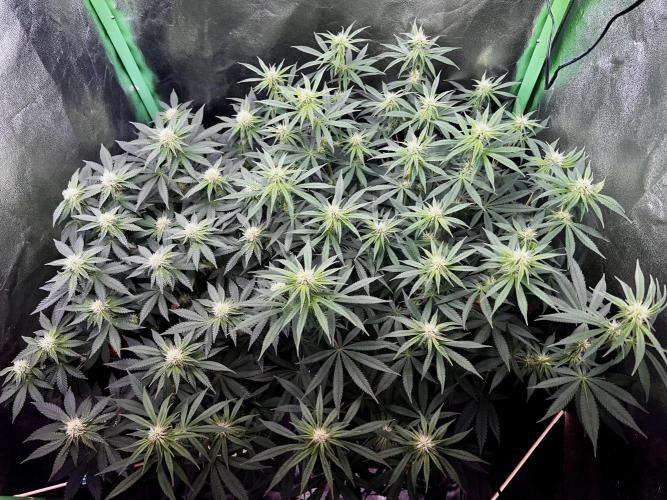 Ryu & Ken - Training Partners. Week 9