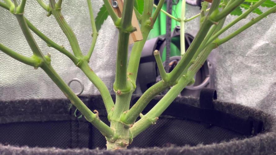 Ryu & Ken - Training Partners