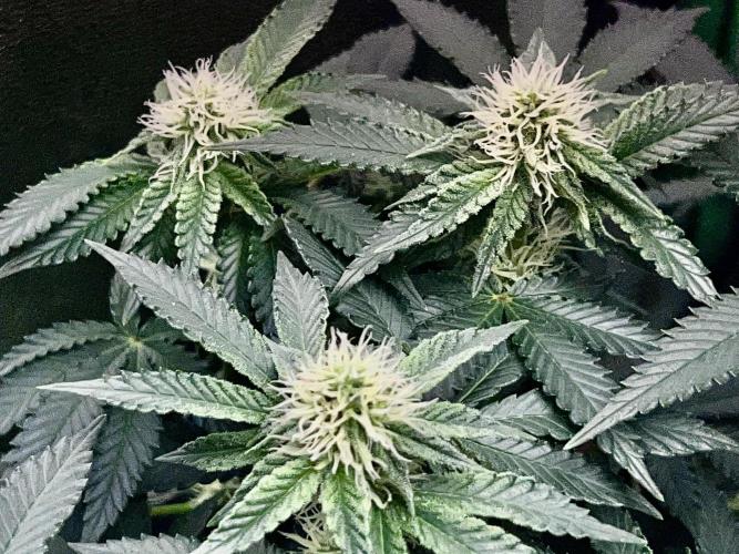 Ryu & Ken - Training Partners. Week 9