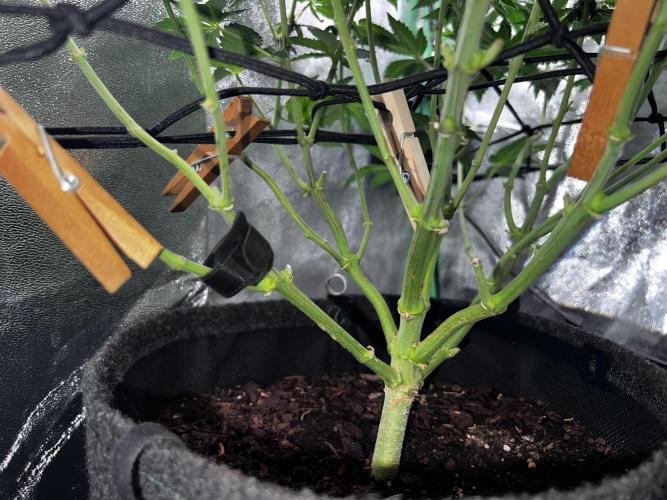 Ryu & Ken - Training Partners. Week 9