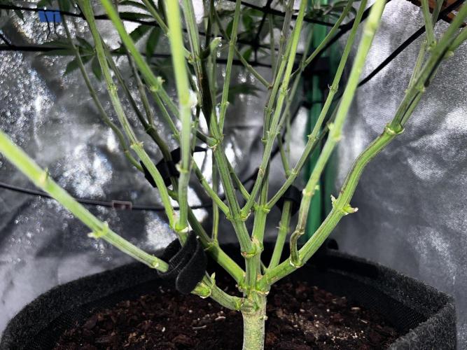 Ryu & Ken - Training Partners. Week 9 - Supported some ventral branches with fabric cable binder for the upcoming weight