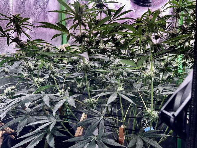 Ryu & Ken - Training Partners. Week 9