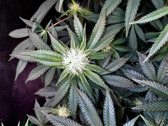 Ryu & Ken - Training Partners. Week 9