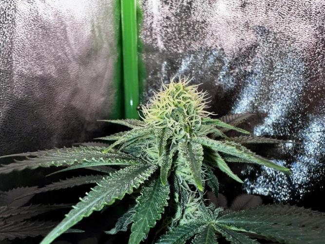 Ryu & Ken - Training Partners. Week 9