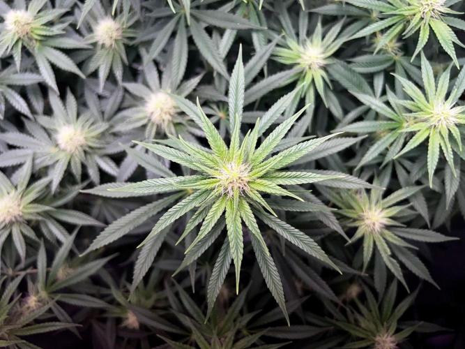 Ryu & Ken - Training Partners. Week 9