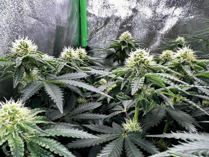 Ryu & Ken - Training Partners. Week 9