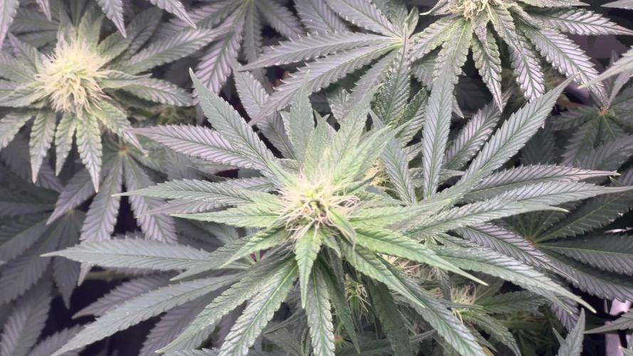 Ryu & Ken - Training Partners