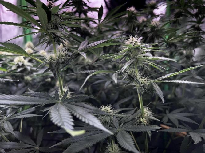 Ryu & Ken - Training Partners. Week 9