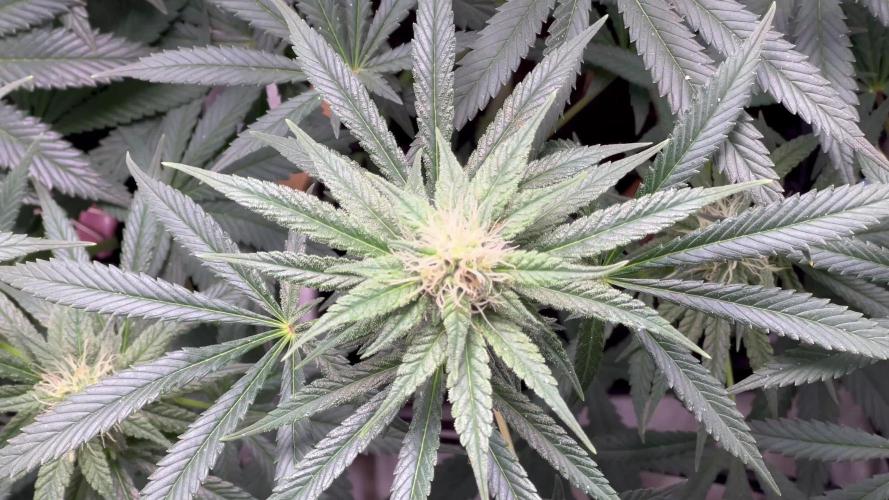 Ryu & Ken - Training Partners