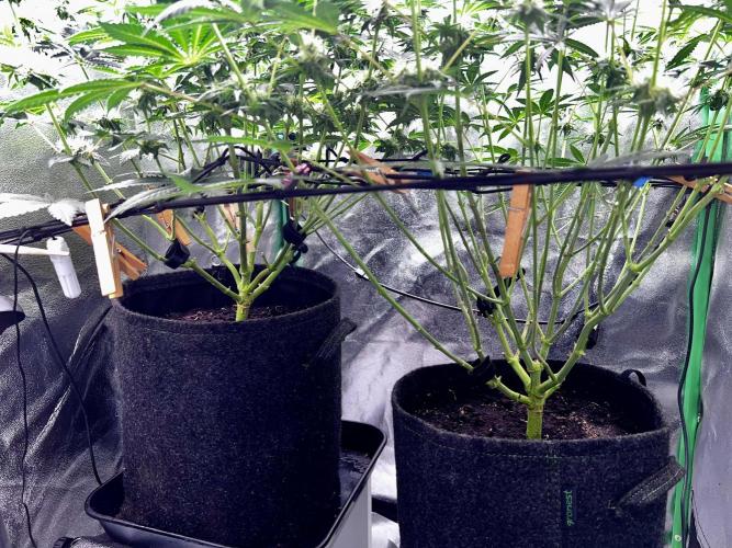 Ryu & Ken - Training Partners. Week 10