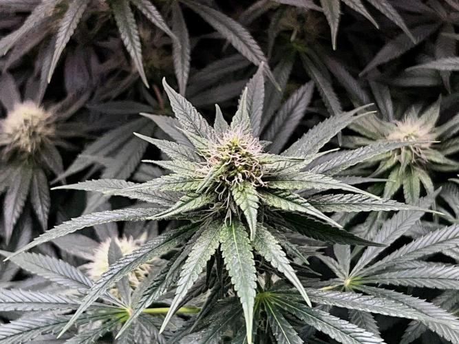 Ryu & Ken - Training Partners. Week 10