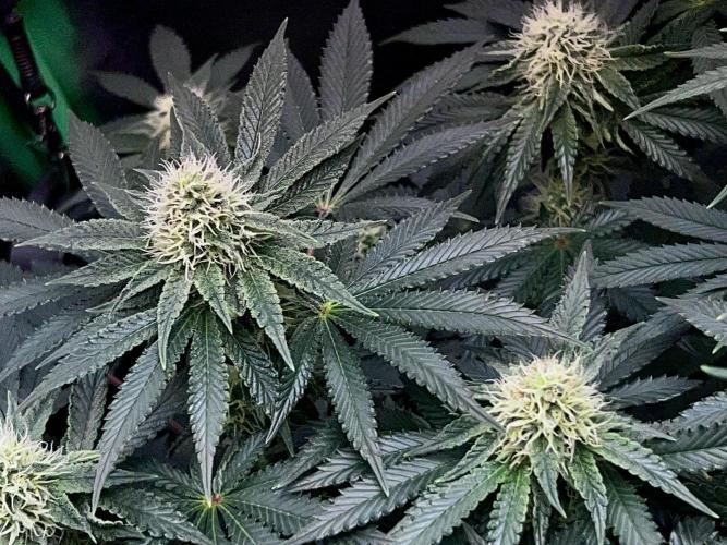 Ryu & Ken - Training Partners. Week 10