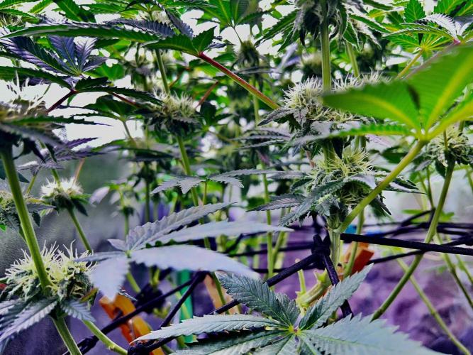 Ryu & Ken - Training Partners. Week 10