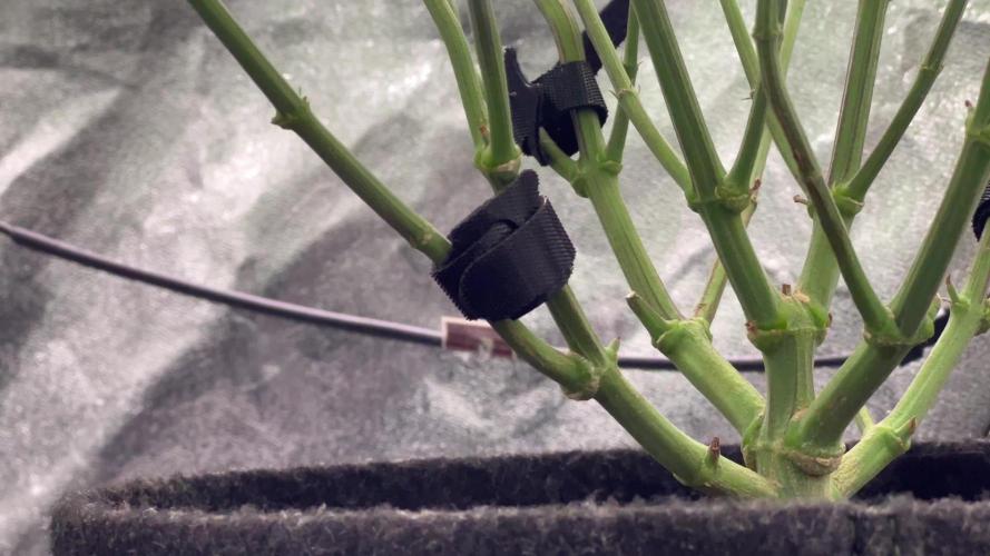 Ryu & Ken - Training Partners