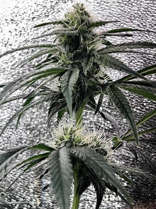 Ryu & Ken - Training Partners. Week 10