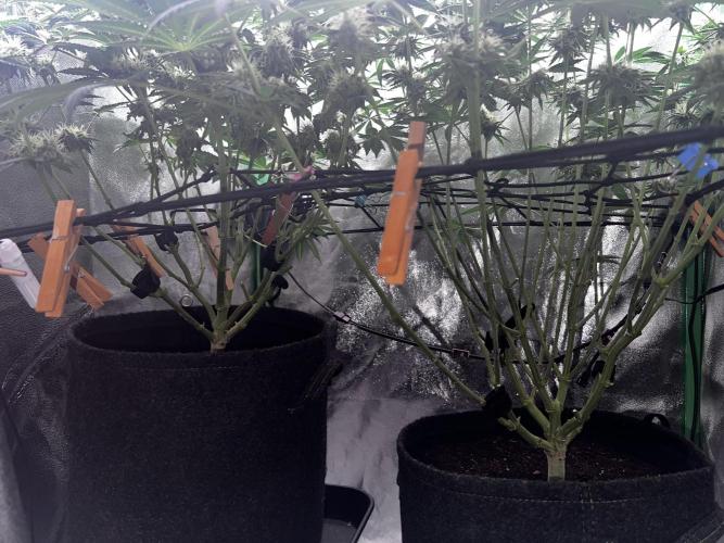 Ryu & Ken - Training Partners. Week 11