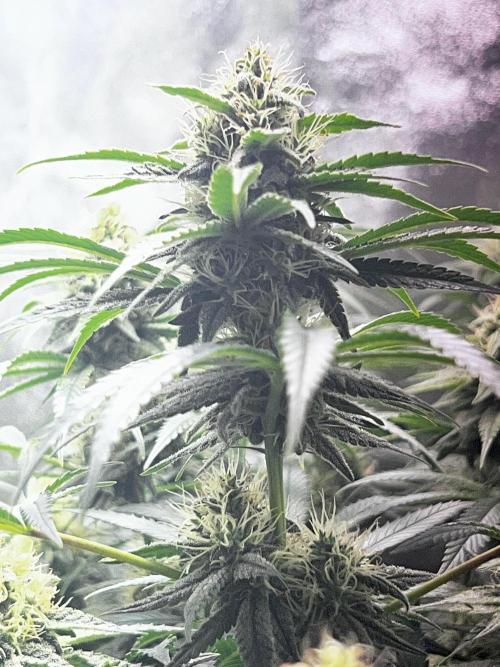 Ryu & Ken - Training Partners. Week 11