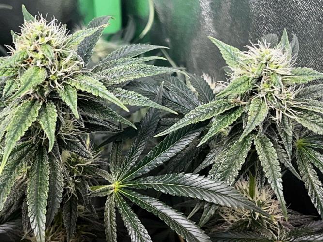 Ryu & Ken - Training Partners. Week 11