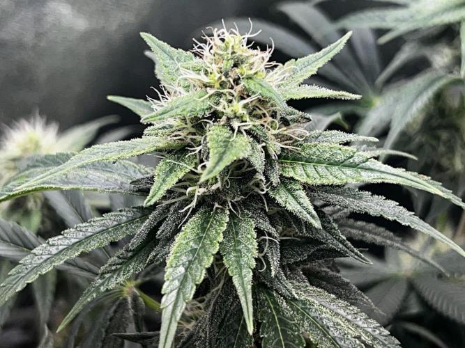 Ryu & Ken - Training Partners. Week 11