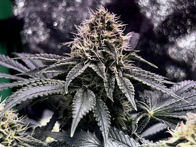 Ryu & Ken - Training Partners. Week 11