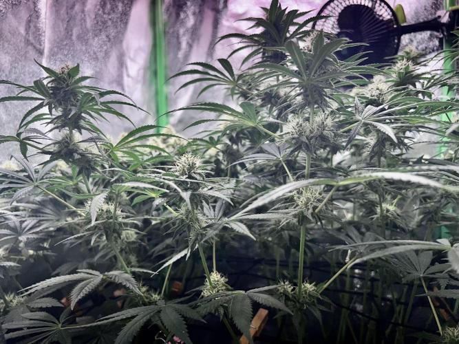 Ryu & Ken - Training Partners. Week 11