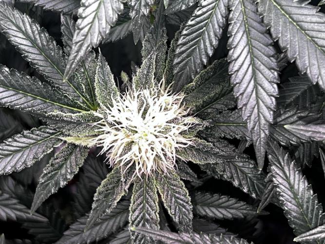 Ryu & Ken - Training Partners. Week 11