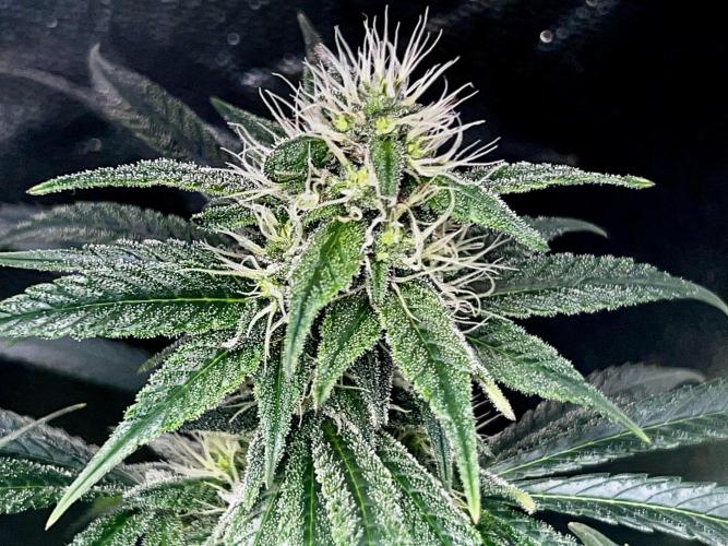 Ryu & Ken - Training Partners. Week 11