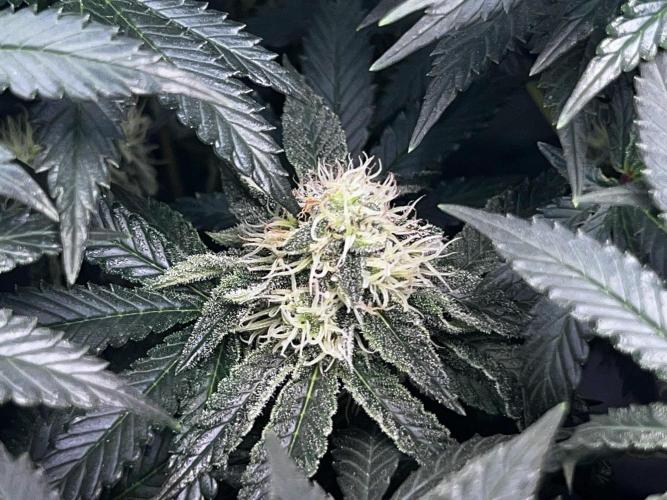 Ryu & Ken - Training Partners. Week 11