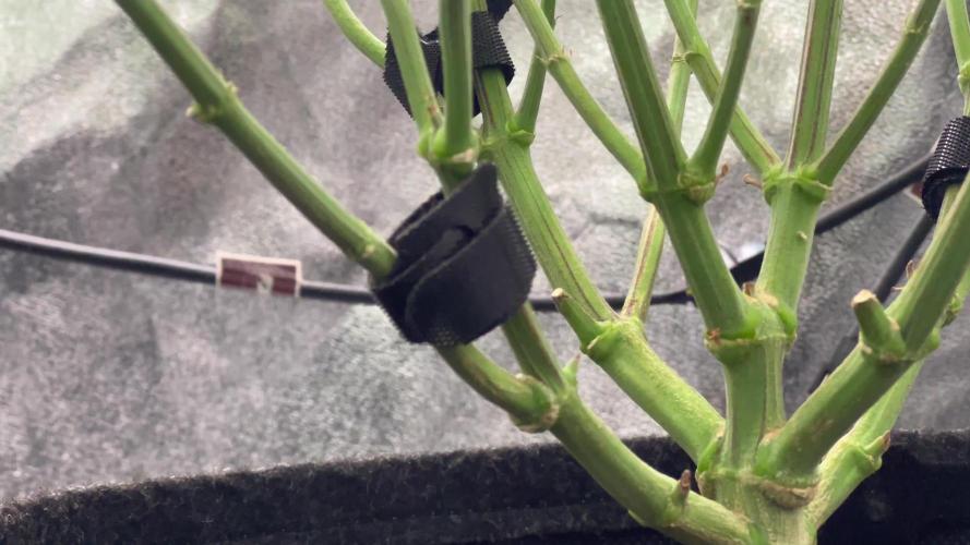 Ryu & Ken - Training Partners