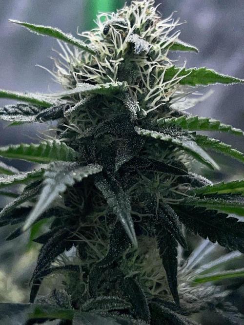 Ryu & Ken - Training Partners. Week 11