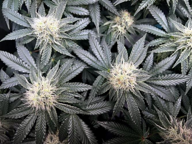 Ryu & Ken - Training Partners. Week 11