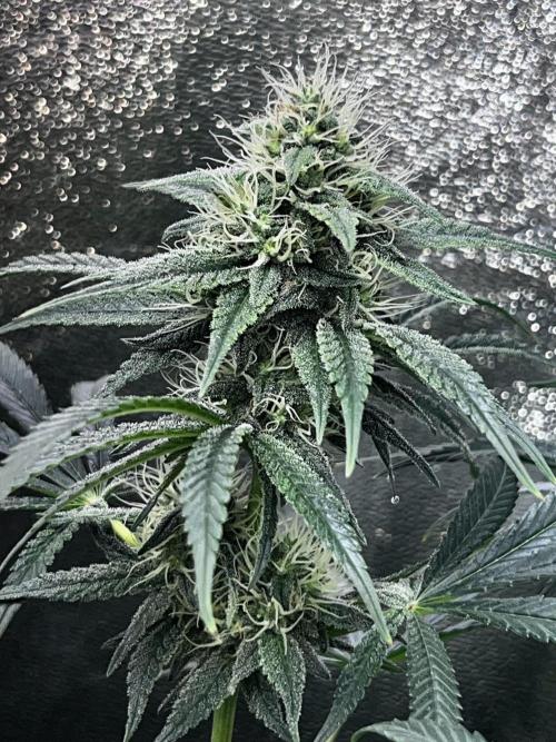 Ryu & Ken - Training Partners. Week 11