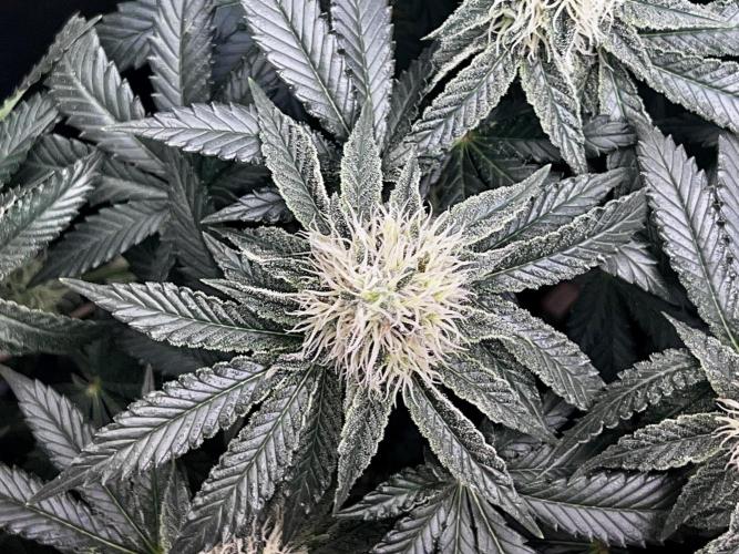 Ryu & Ken - Training Partners. Week 11