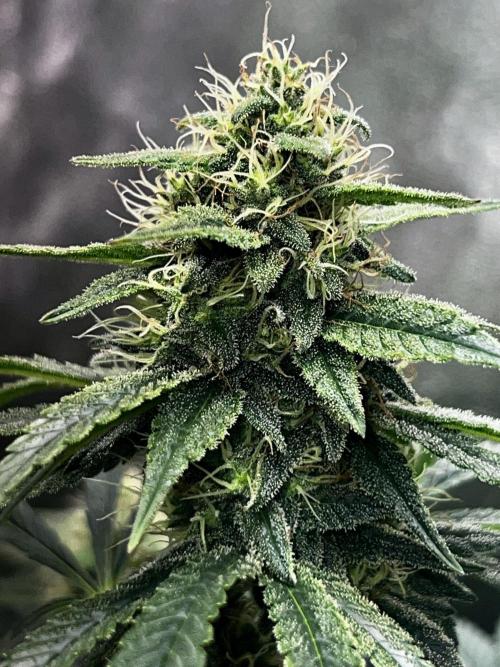 Ryu & Ken - Training Partners. Week 11