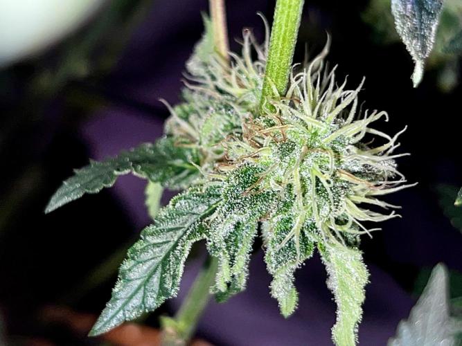 Ryu & Ken - Training Partners. Week 11