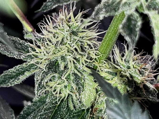 Ryu & Ken - Training Partners. Week 11