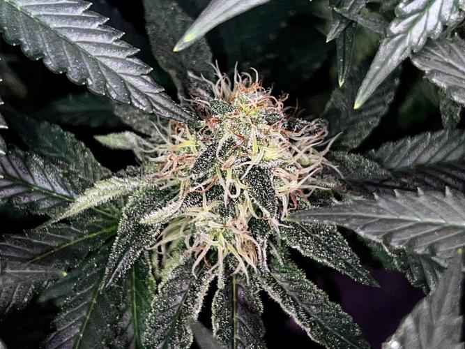 Ryu & Ken - Training Partners. Week 11