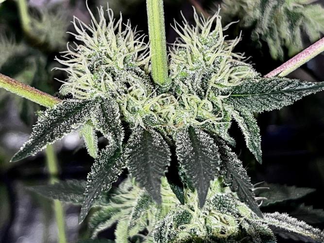 Ryu & Ken - Training Partners. Week 11