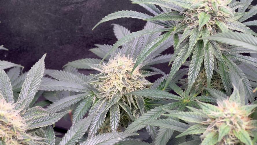 Ryu & Ken - Training Partners