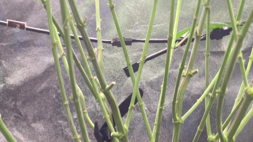 Ryu & Ken - Training Partners