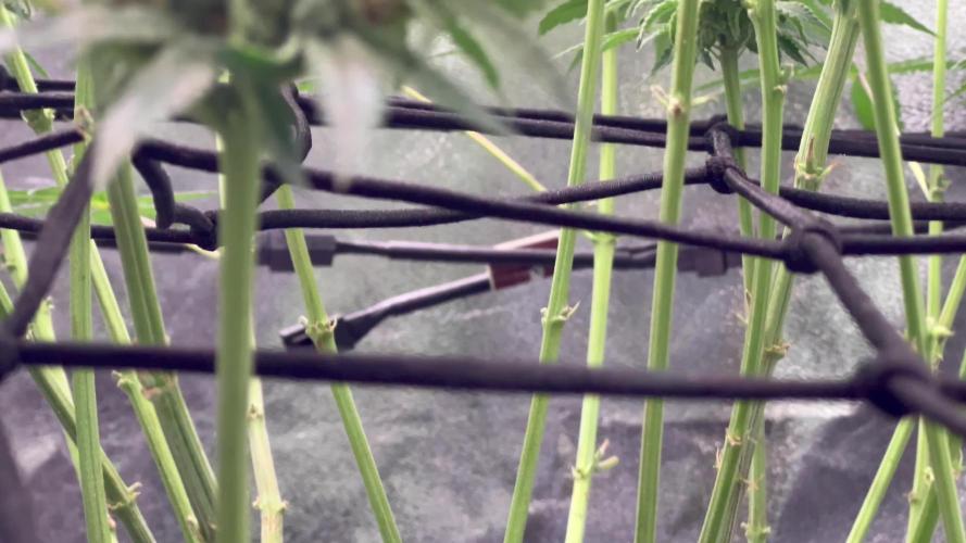 Ryu & Ken - Training Partners