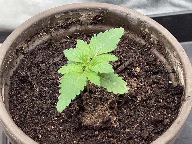 Samy Deluxe & Taktlo$$ - Joint Venture. Week 1 - Note the dry center. Power Roots incoming!!