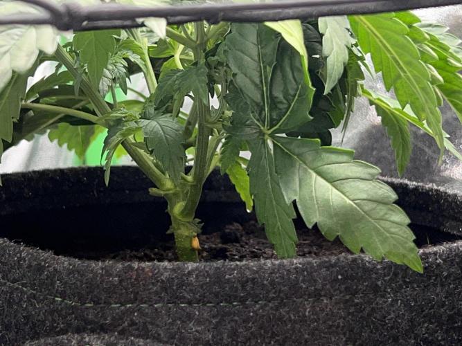 Taktlo$$ Solo. Week 4