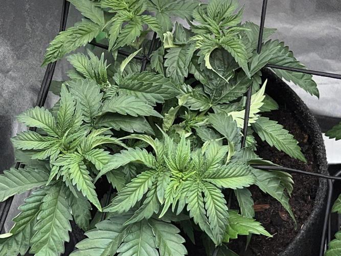 Taktlo$$ Solo. Week 4