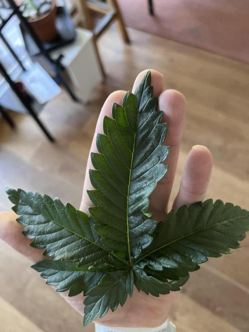 Royal Gorilla. Week 4