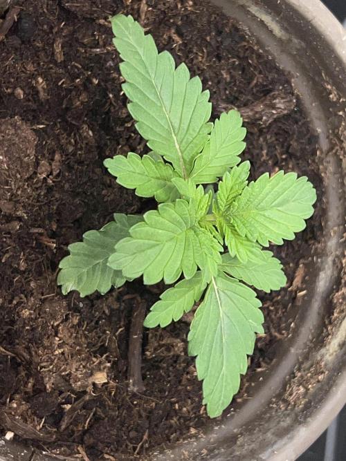 Dynamite Diesel. Week 1