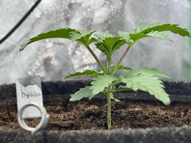 Dynamite Diesel. Week 2