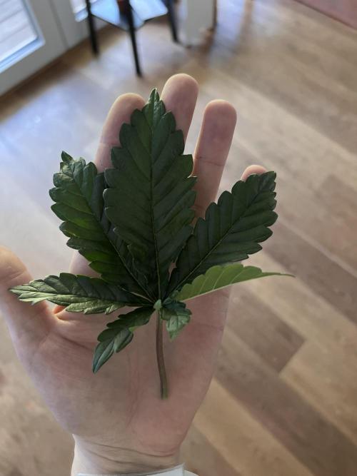 Samy Deluxe Solo. Week 4