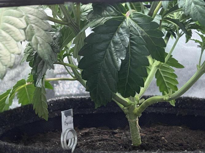 Samy Deluxe Solo. Week 4