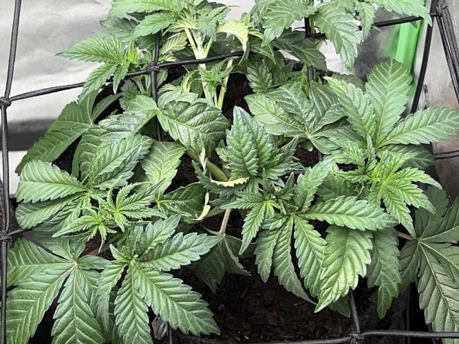 Dynamite Diesel. Week 4